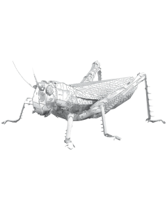 Metal Earth: Grasshopper Metal Earth 571033