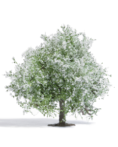 H0 Appelboom 75 mm, bloesem Busch 3651