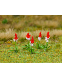 H0 32 Orchideeprimula Faller 181267