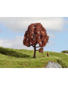 Europese Beuk 10cm Noch 20151