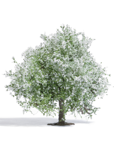 H0 Appelboom 75 mm, bloesem Busch 3651